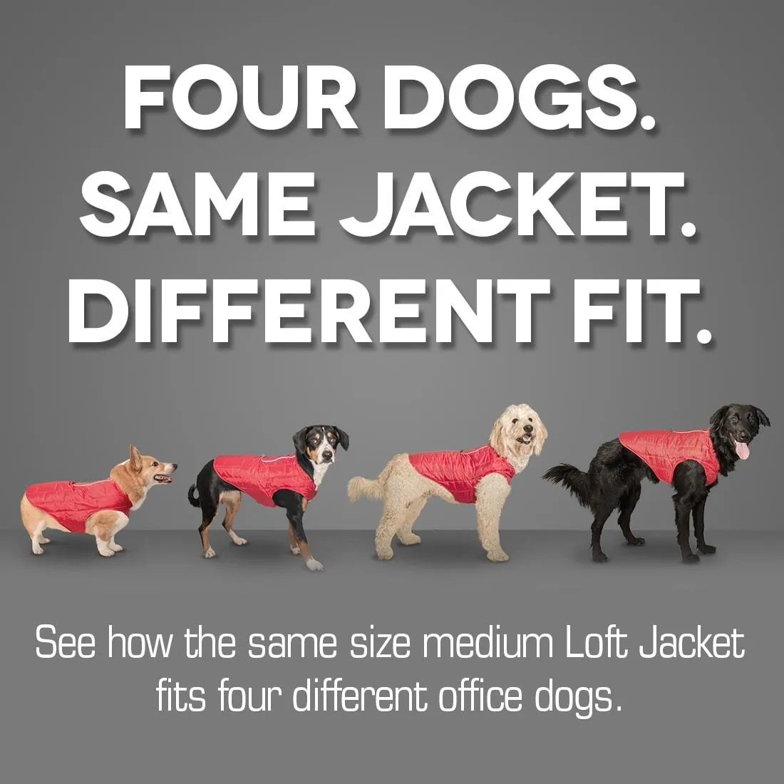 Loft Dog Jacket Water-resistant & Reversible